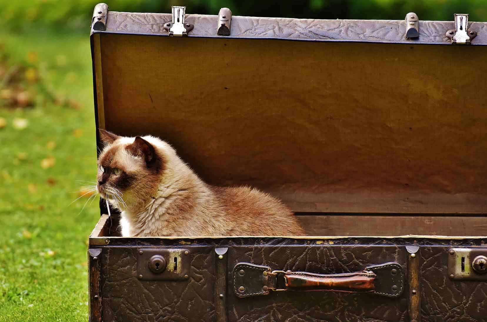 Travel with a Cat