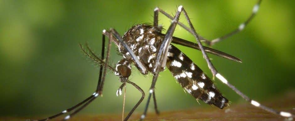 How to Spot and Quickly Deal With Mosquito “Nests”?
