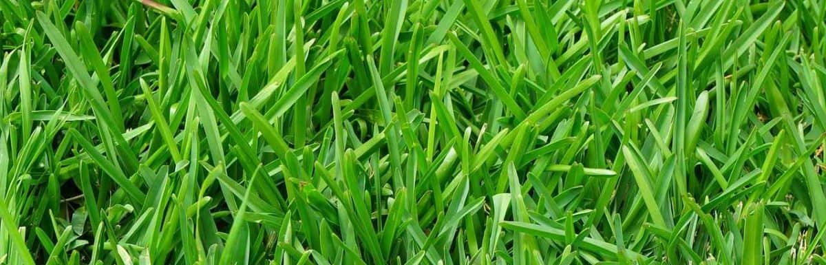 Lawn Fertilizer 101: How To Maximize Your Fertilizer?